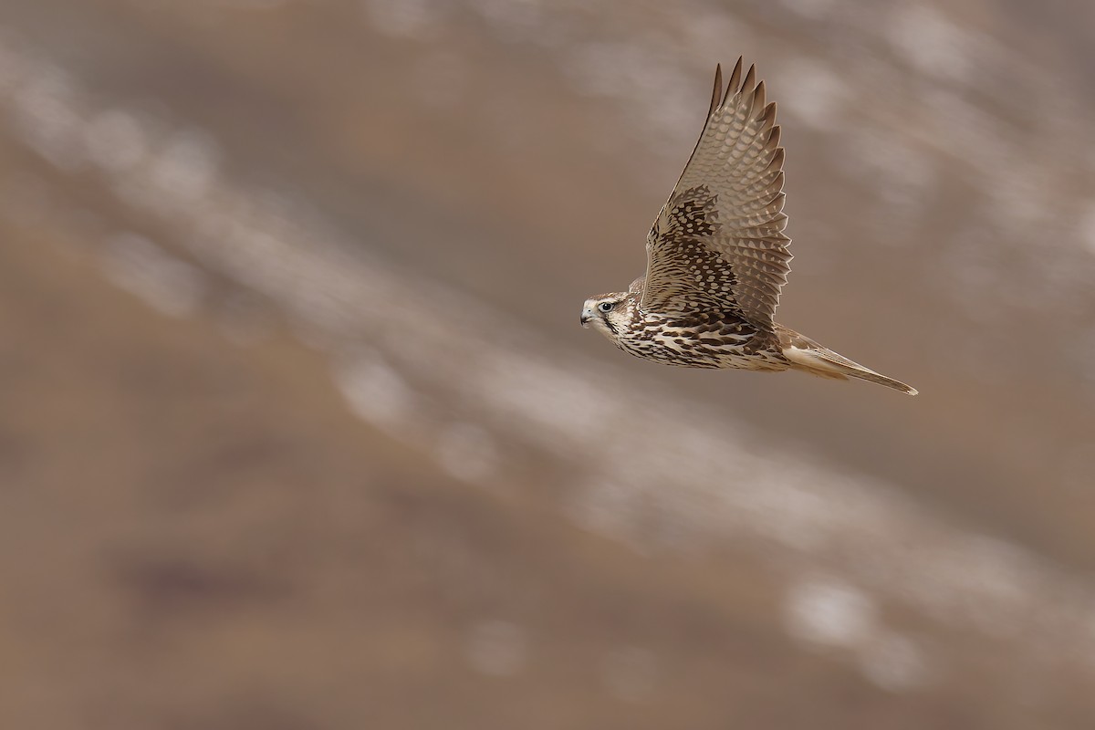 Saker Falcon - ML631201362