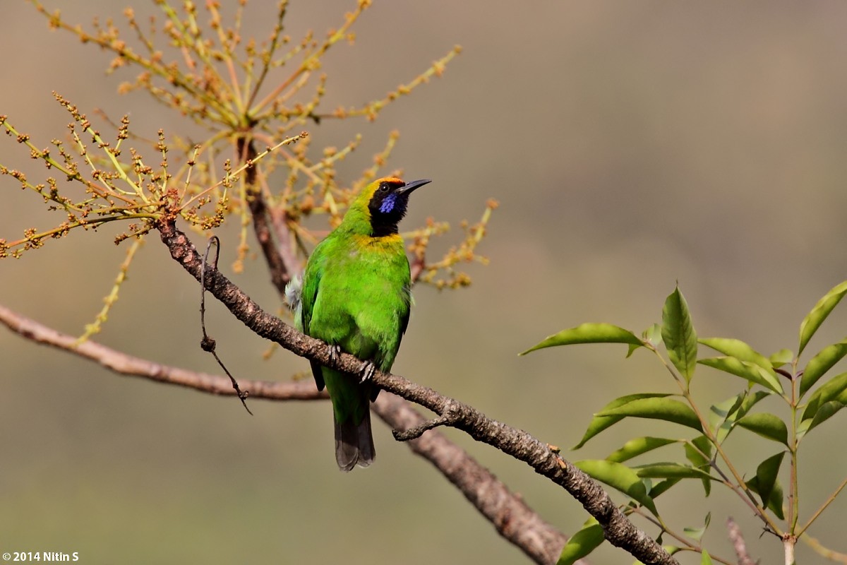 Golden-fronted Leafbird - ML631201365