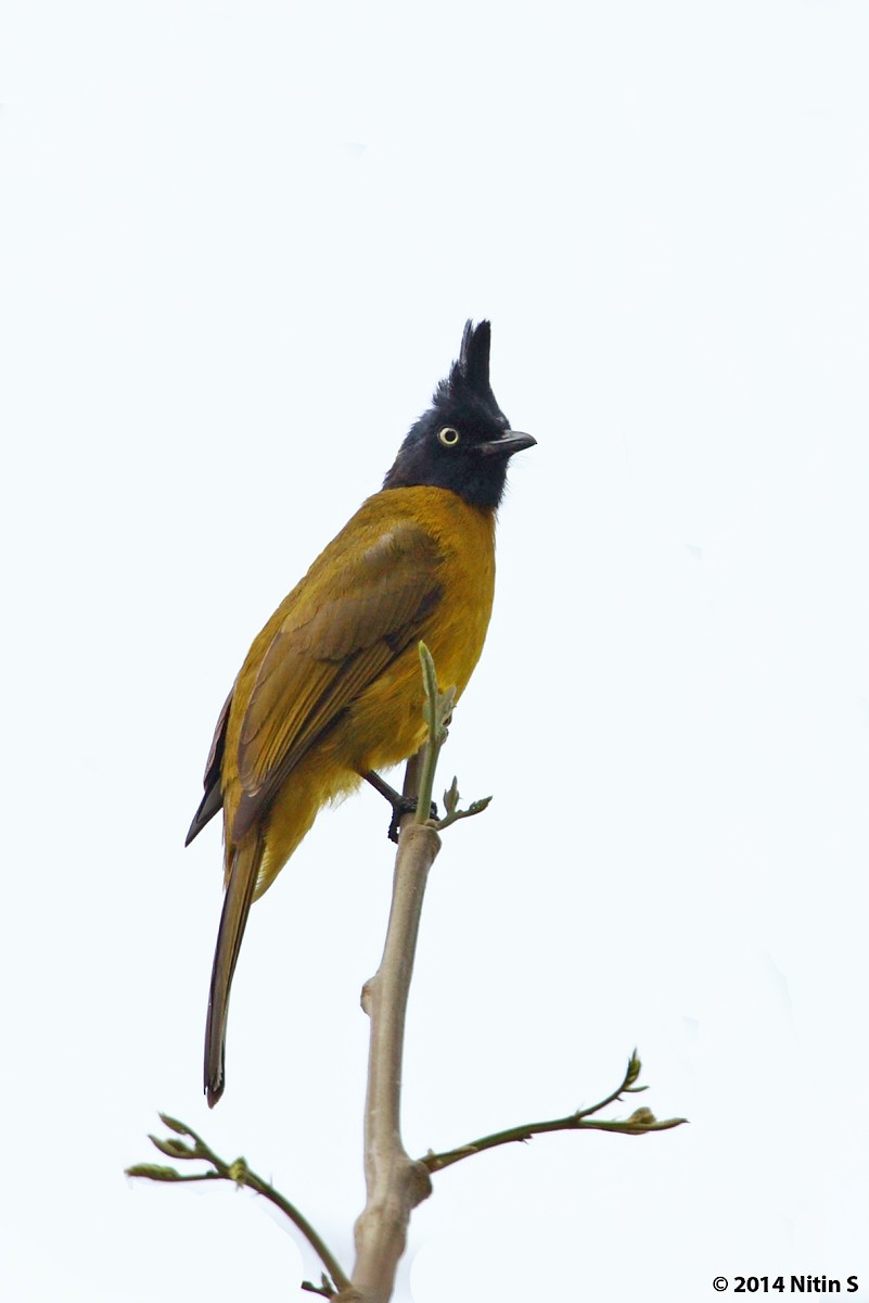 Black-crested Bulbul - ML631201380