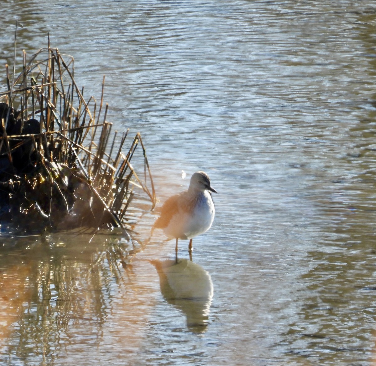 Greater Yellowlegs - ML631201401