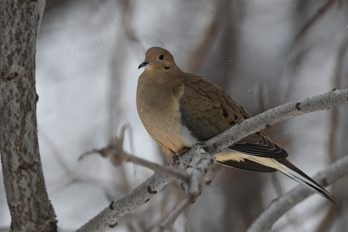 Mourning Dove - ML631201466