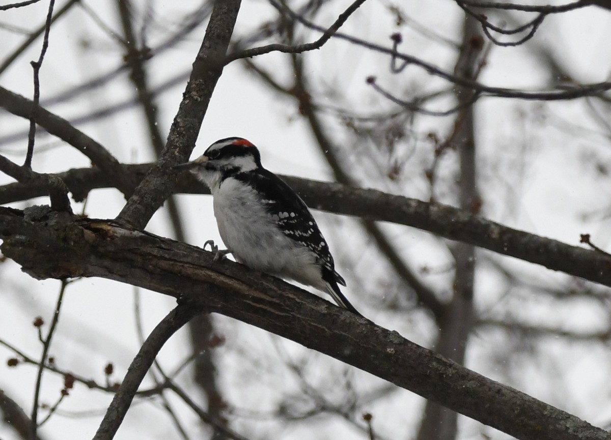 Hairy Woodpecker - ML631201500