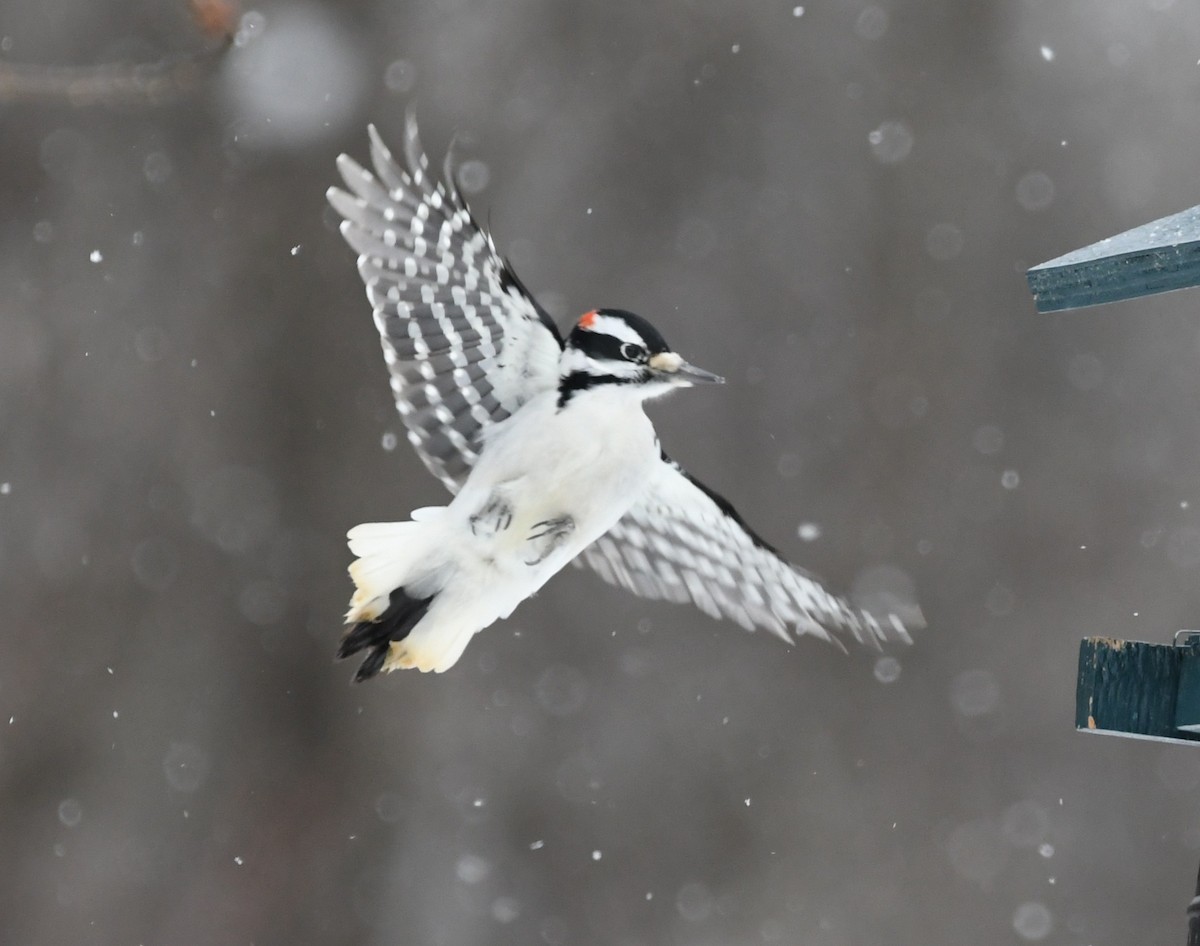 Hairy Woodpecker - ML631201501