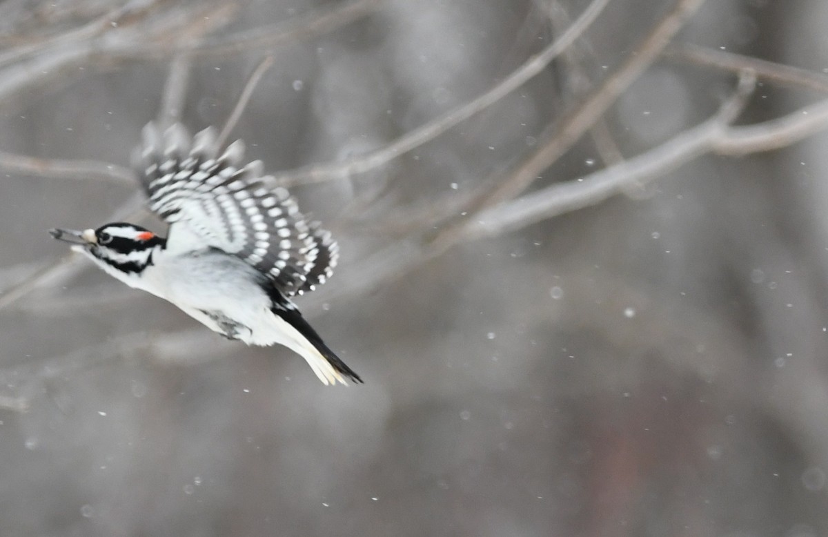 Hairy Woodpecker - ML631201502