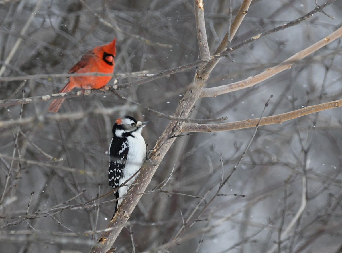 Hairy Woodpecker - ML631201503