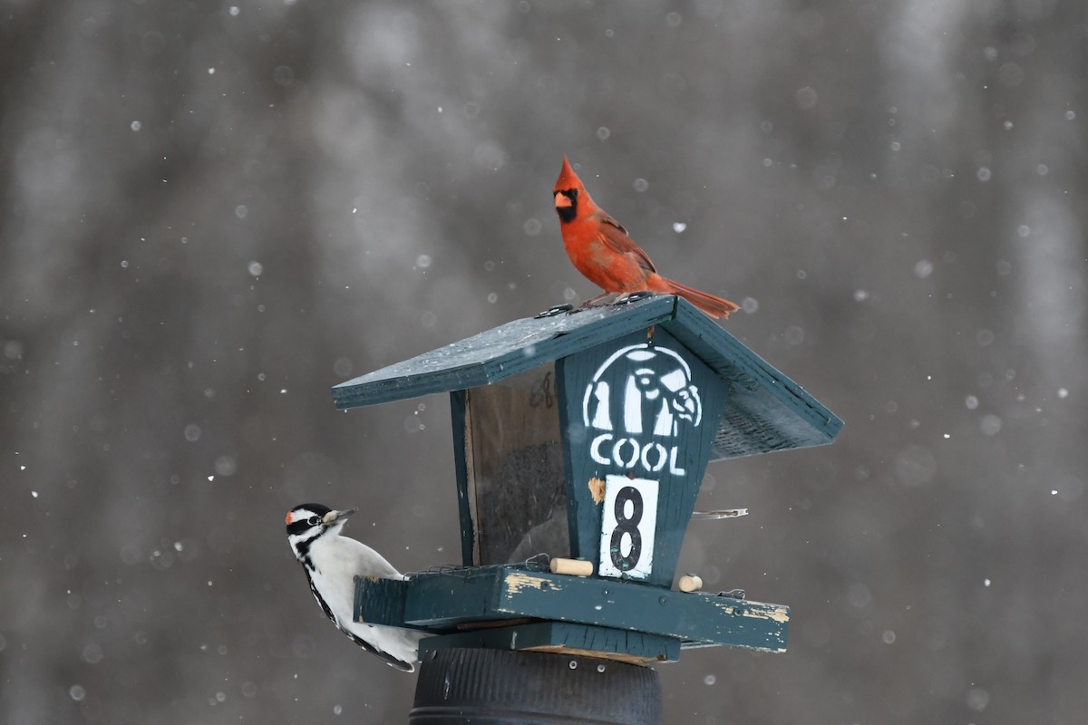 Hairy Woodpecker - ML631201504