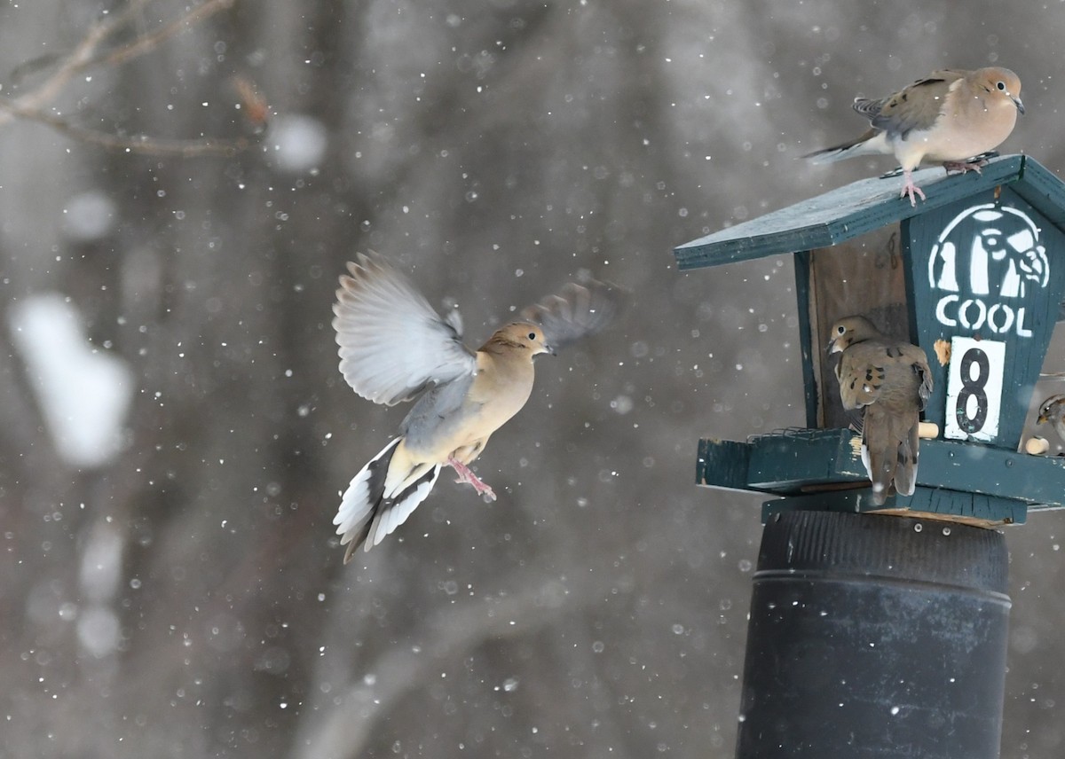 Mourning Dove - ML631201597