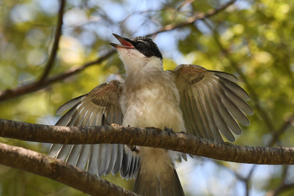 Azure-winged Magpie - ML631201964