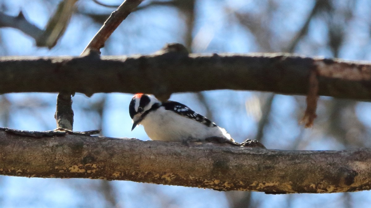 Downy Woodpecker - ML631201984