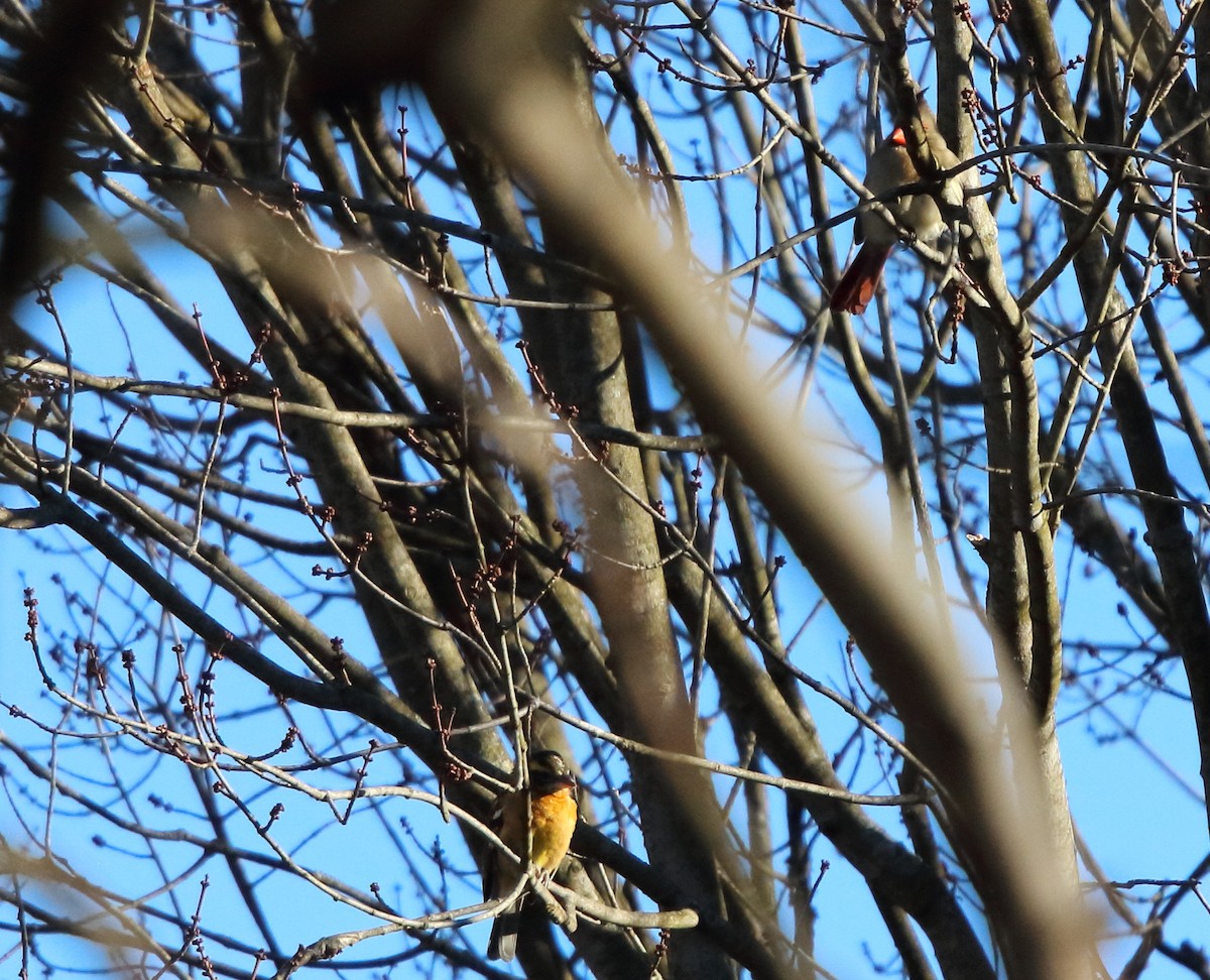 Black-headed Grosbeak - ML631202003