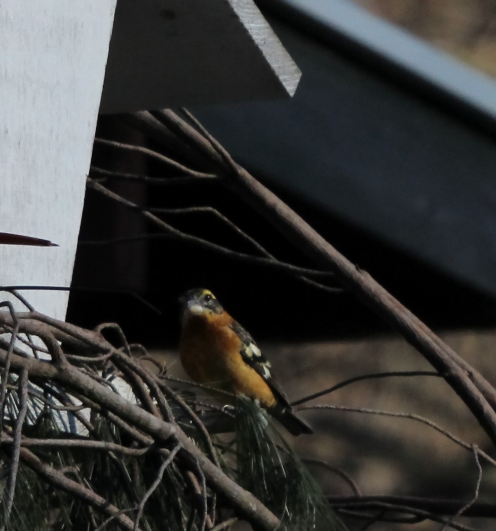 Black-headed Grosbeak - ML631202011