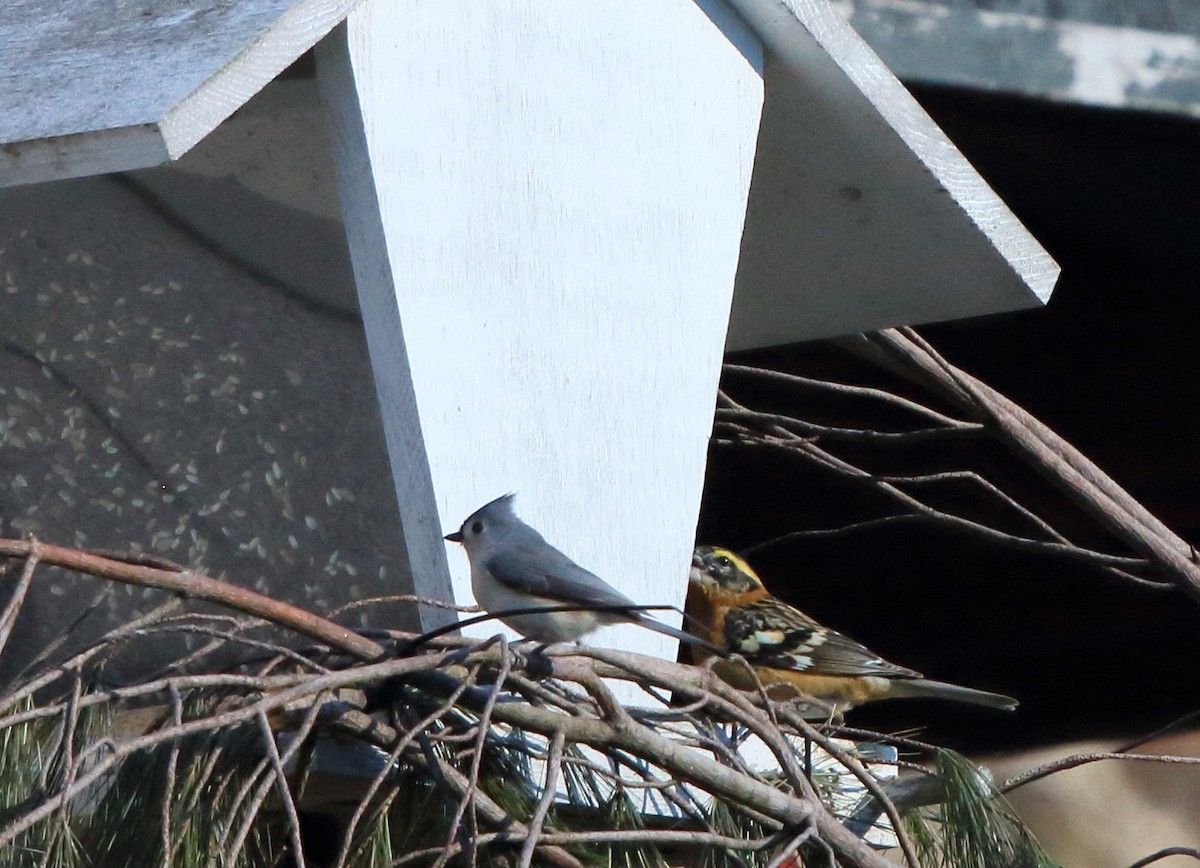 Black-headed Grosbeak - ML631202016