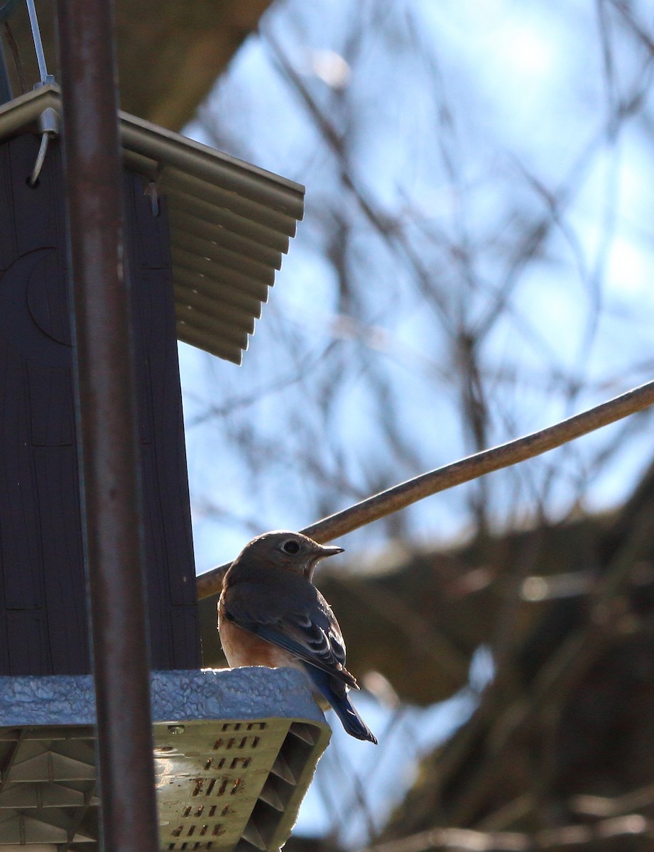 Eastern Bluebird - ML631202035