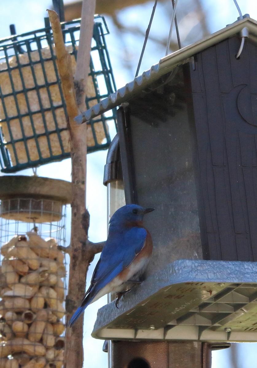 Eastern Bluebird - ML631202036