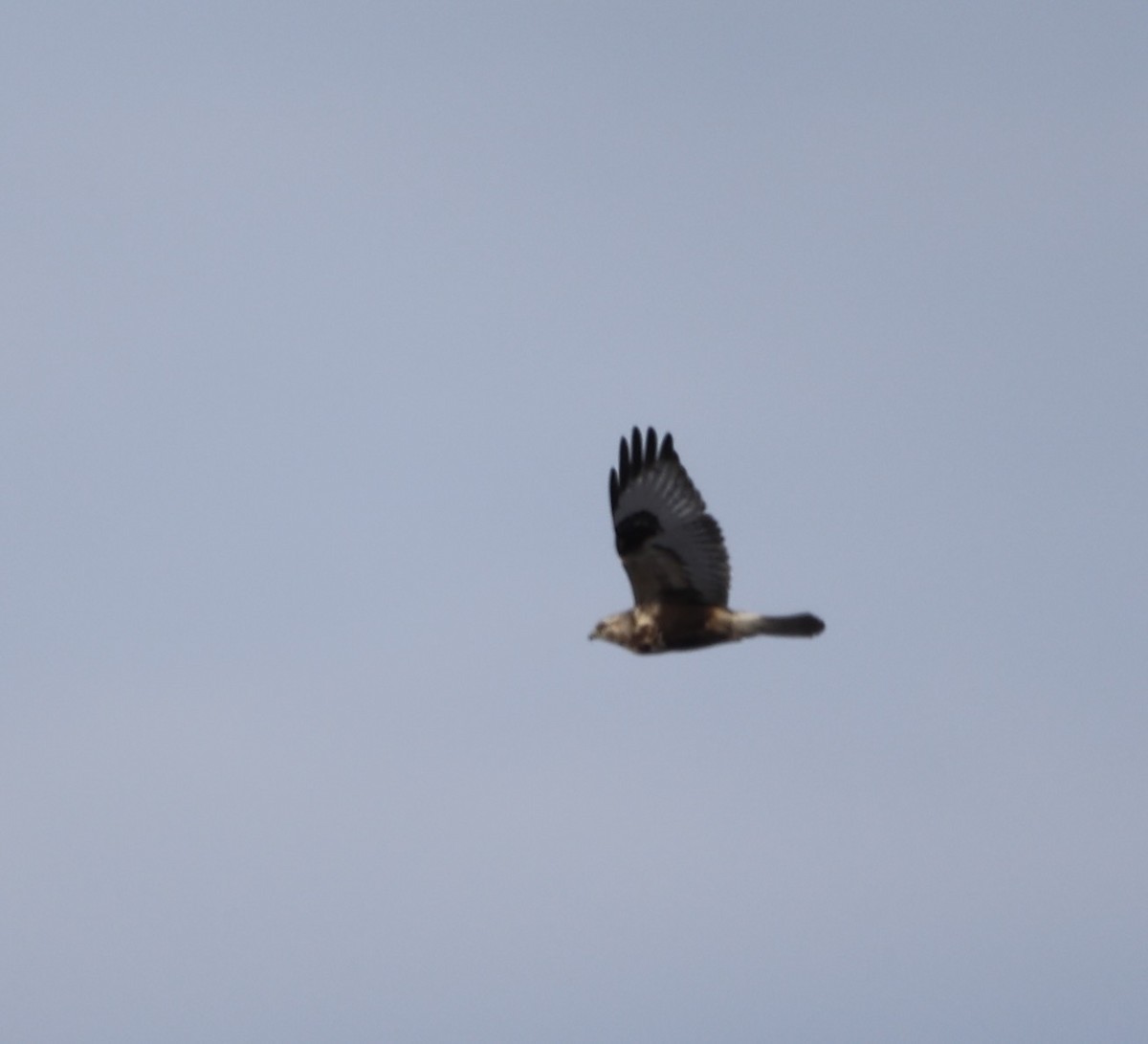 Rough-legged Hawk - ML631202039
