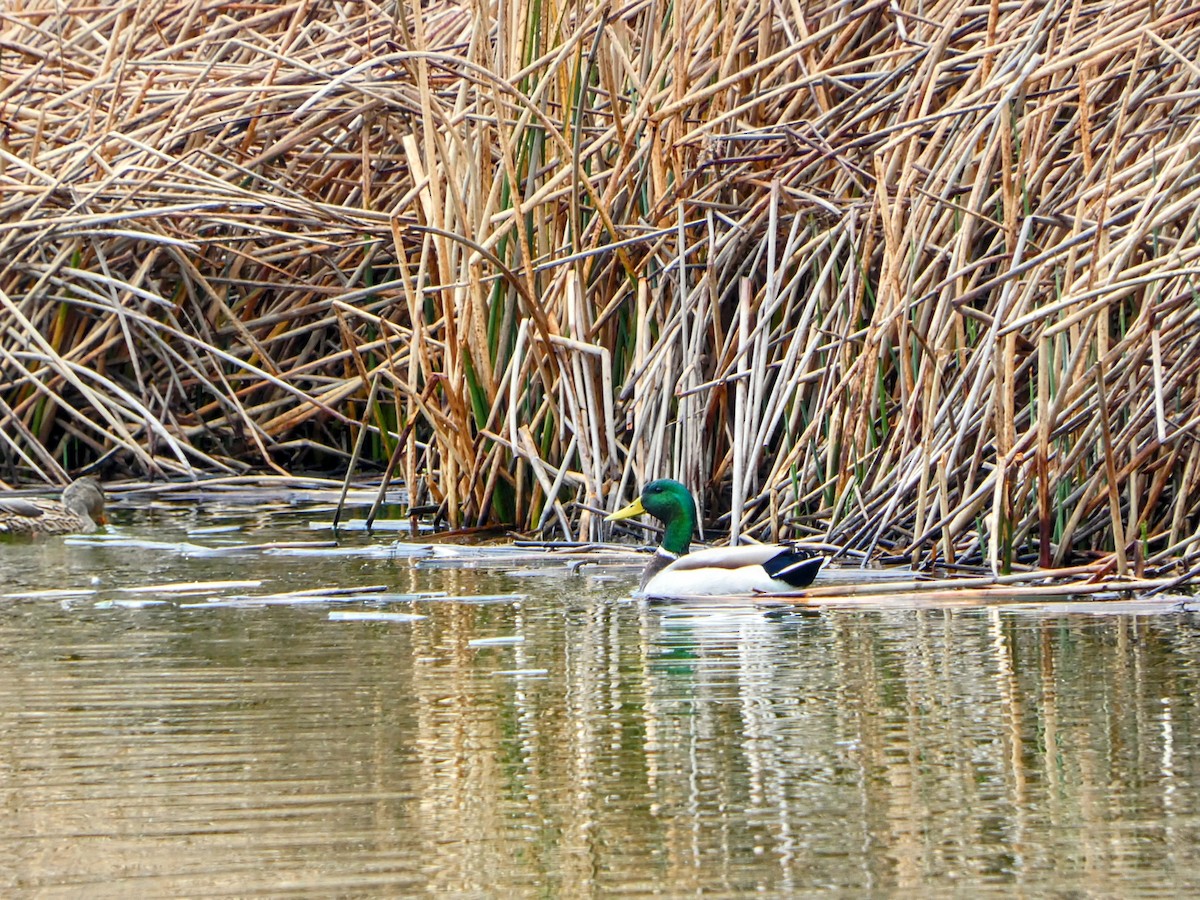 Mallard - ML631202042