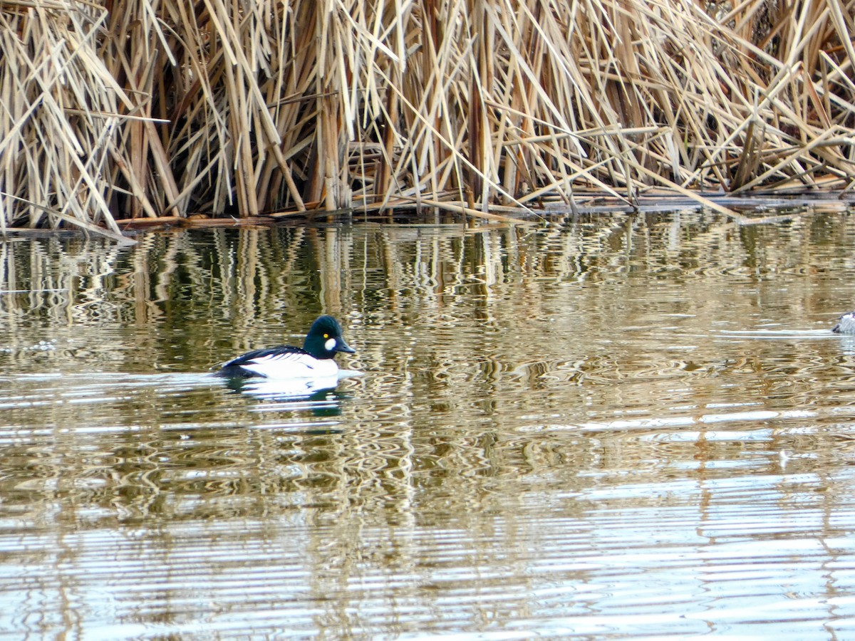 Common Goldeneye - ML631202048