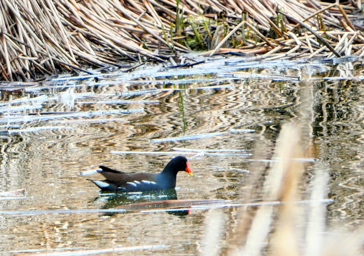Common Gallinule - ML631202051