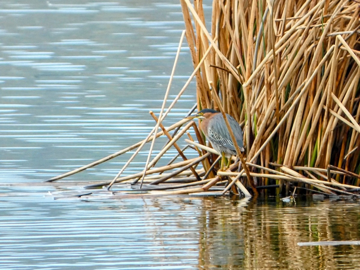 Green Heron - ML631202053