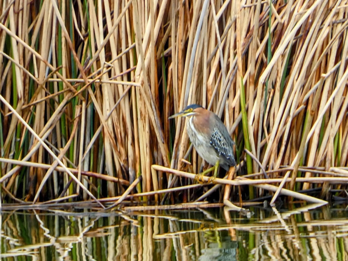 Green Heron - ML631202054