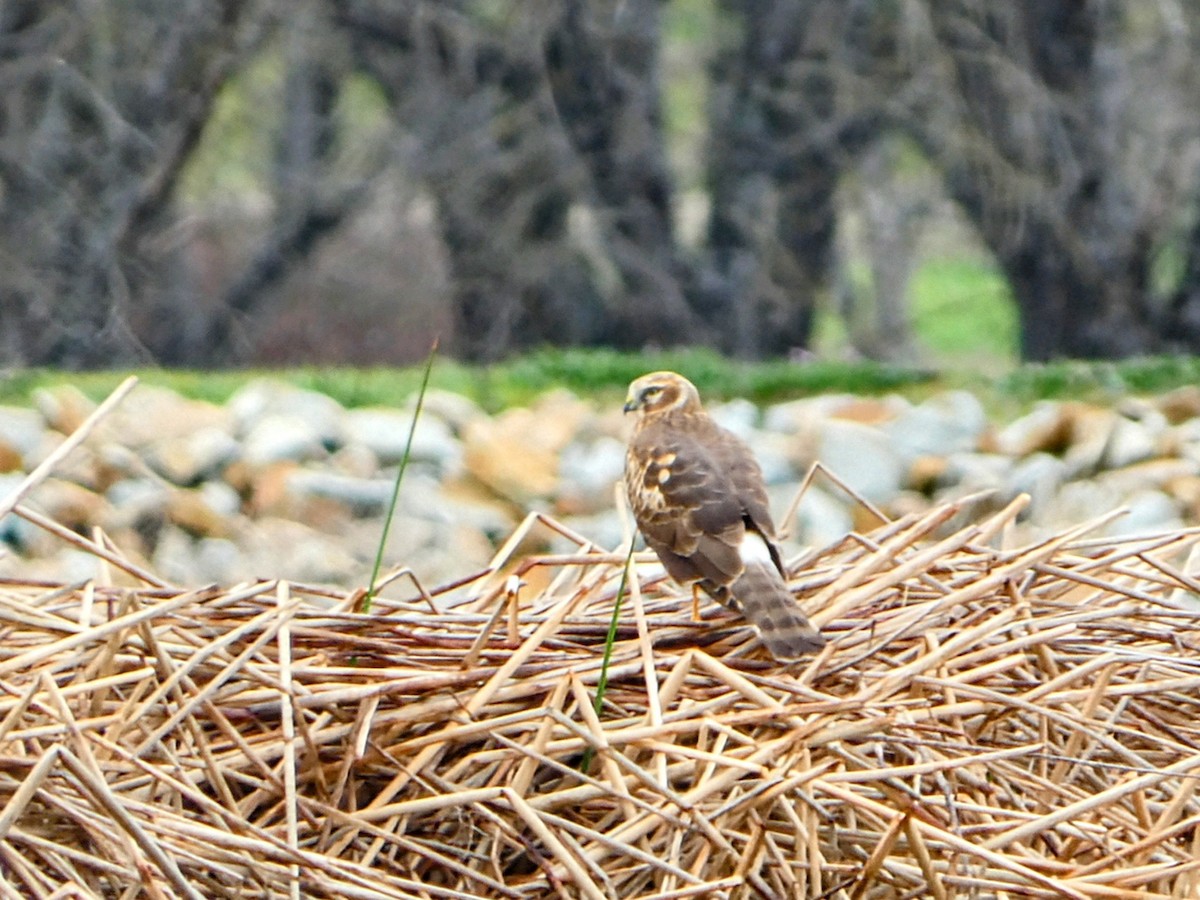 Northern Harrier - ML631202056