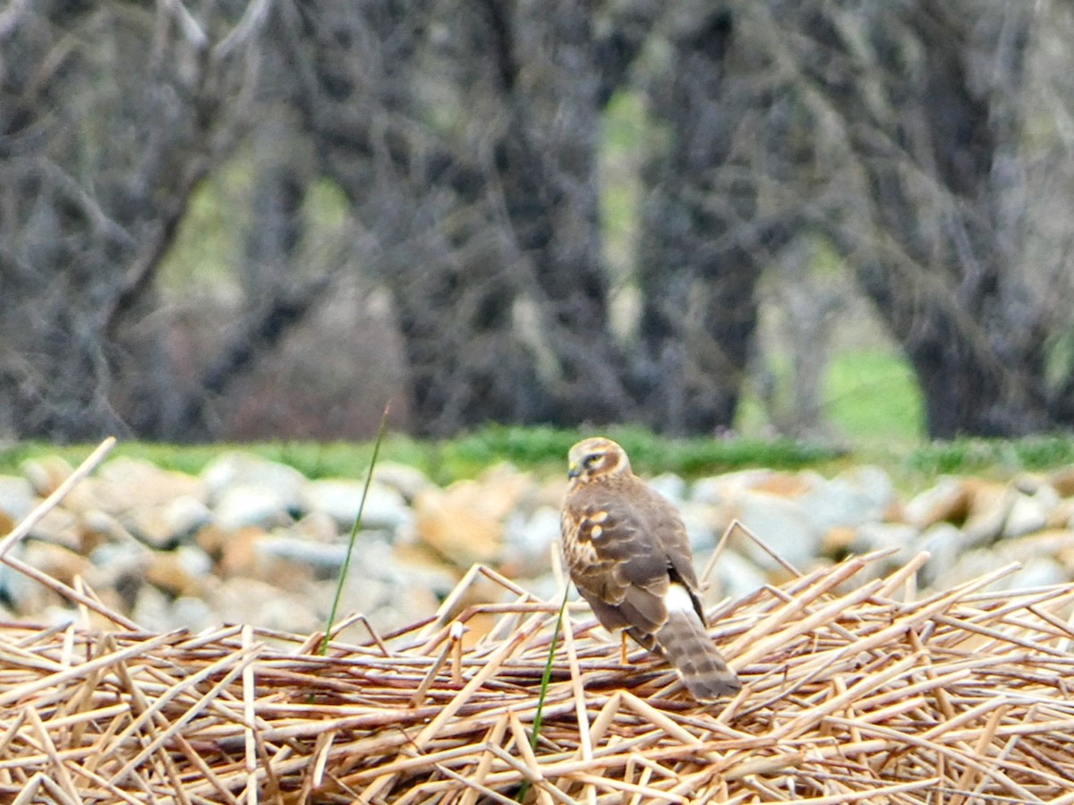 Northern Harrier - ML631202057