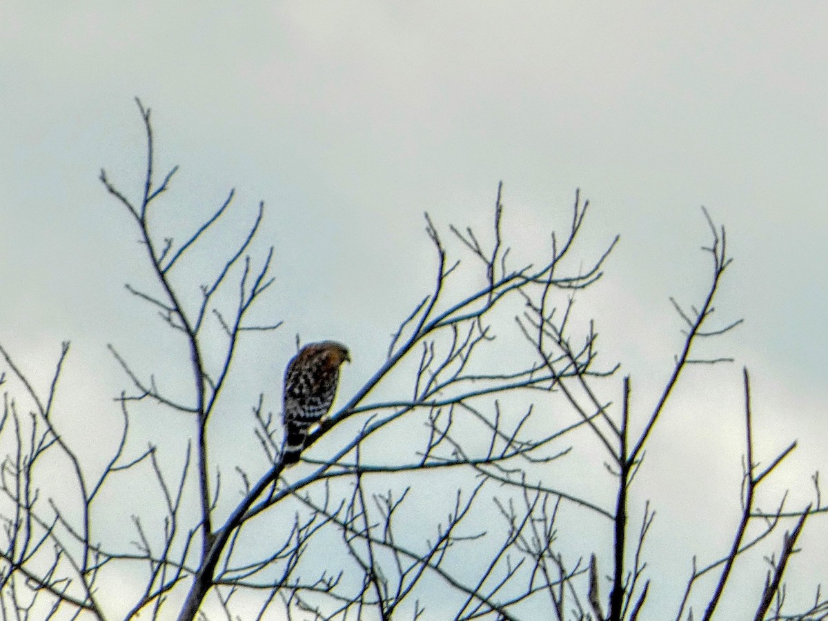 Red-shouldered Hawk - ML631202061