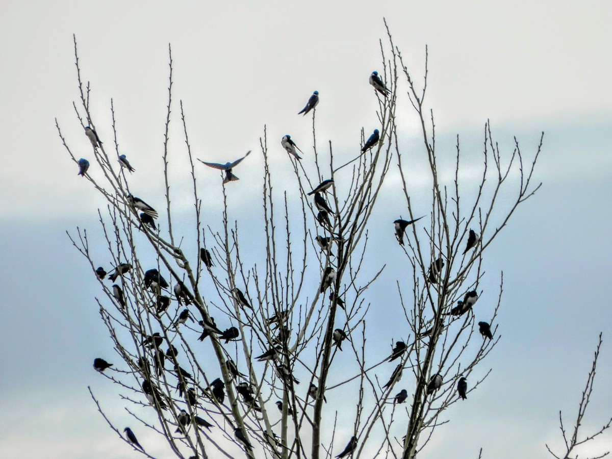 Tree Swallow - ML631202063