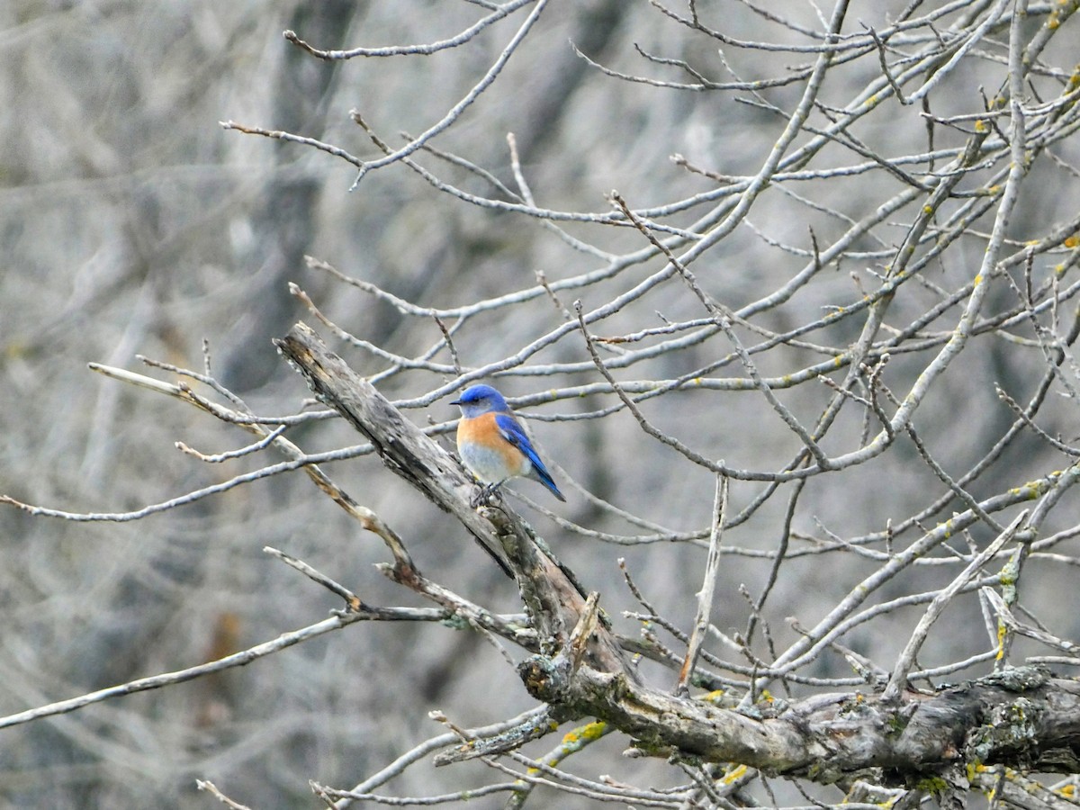 Western Bluebird - ML631202065
