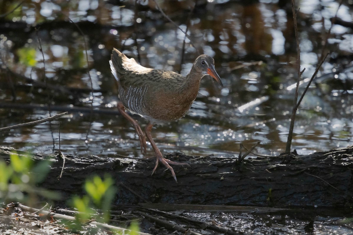 chřástal kalifornský - ML631202078