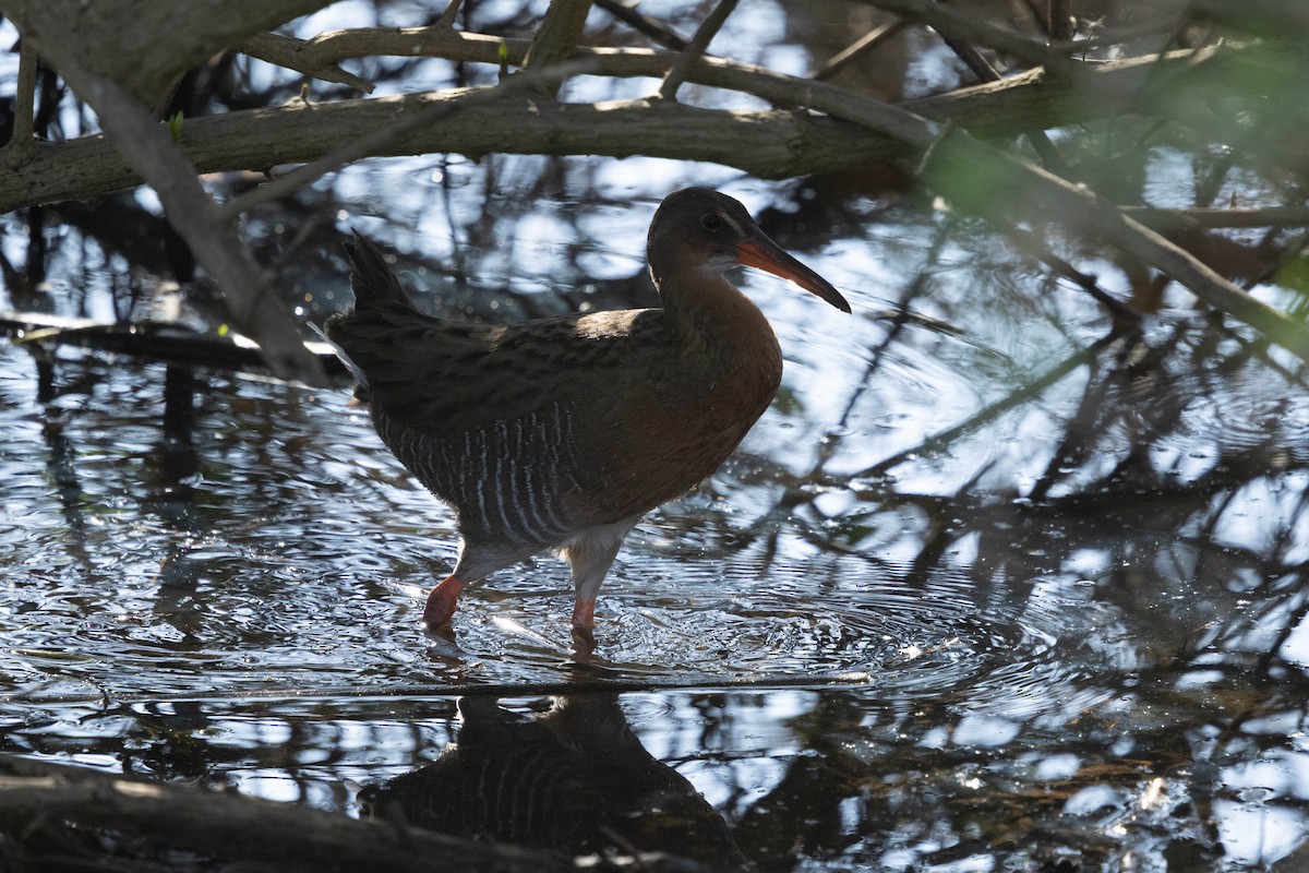 chřástal kalifornský - ML631202080