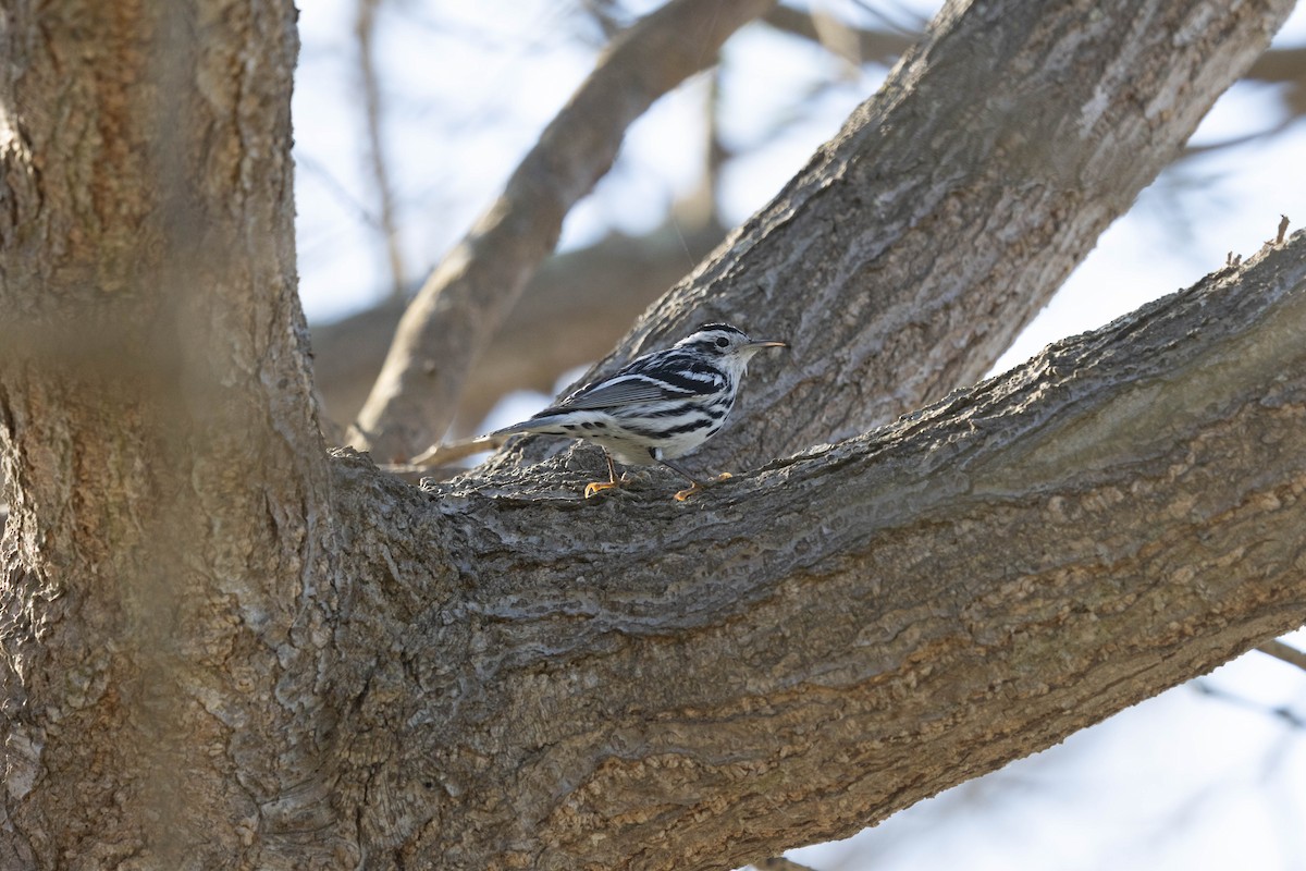 lesňáček černobílý - ML631202084