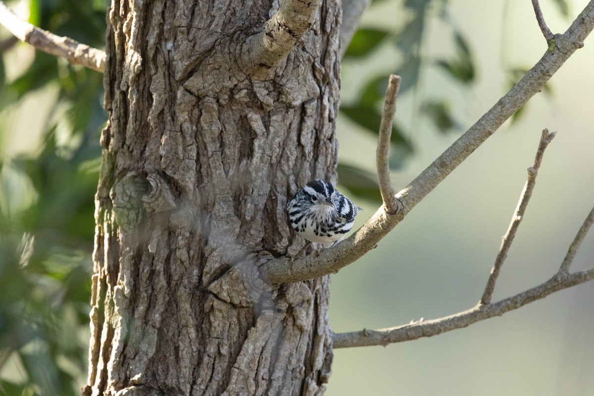 lesňáček černobílý - ML631202085