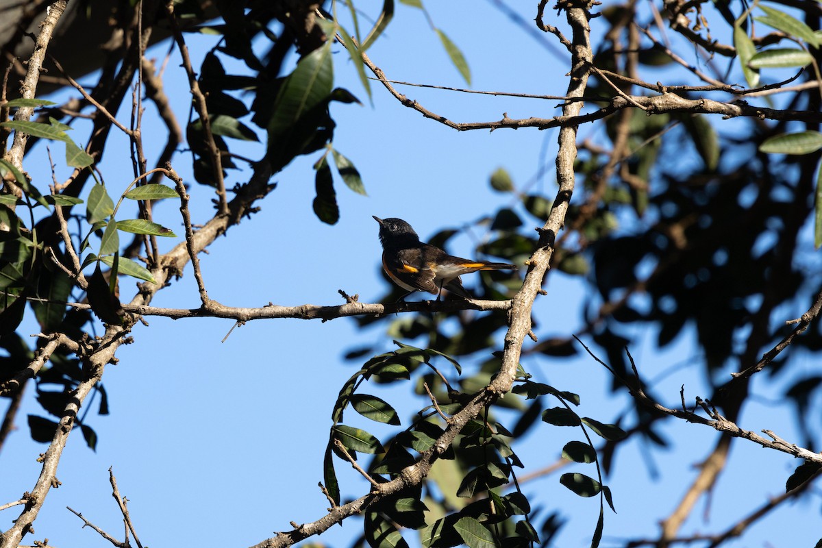 lesňáček lejsčí - ML631202113