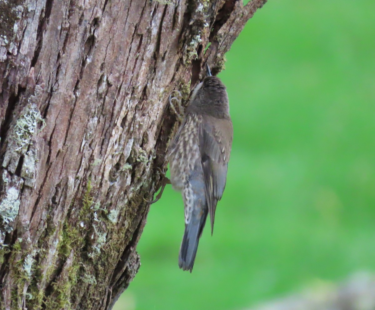 ノドジロキノボリ（leucophaea グループ） - ML631202119