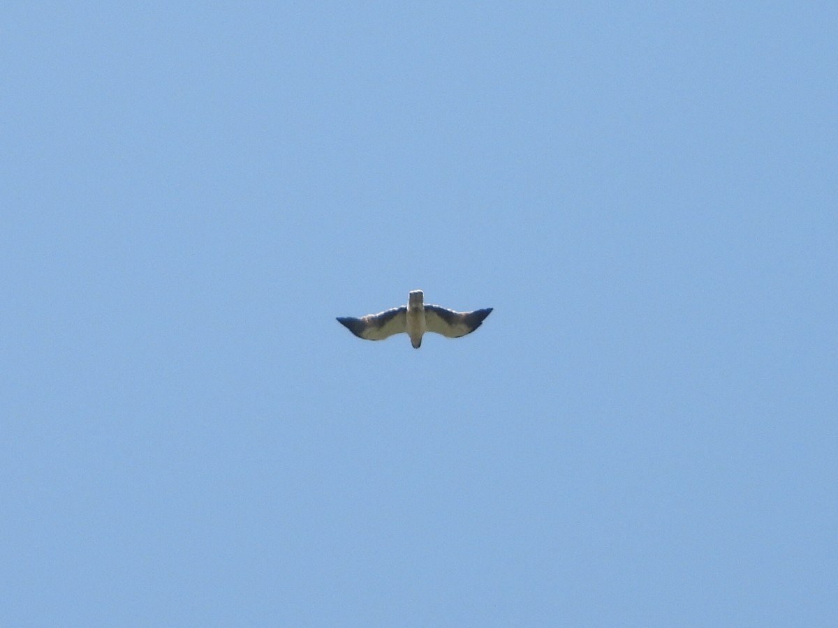 Augur Buzzard - ML631202135