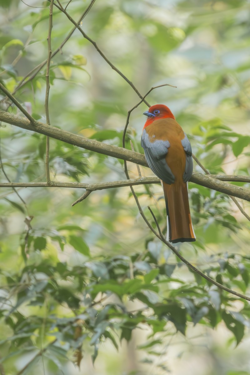 Red-headed Trogon - ML631202244