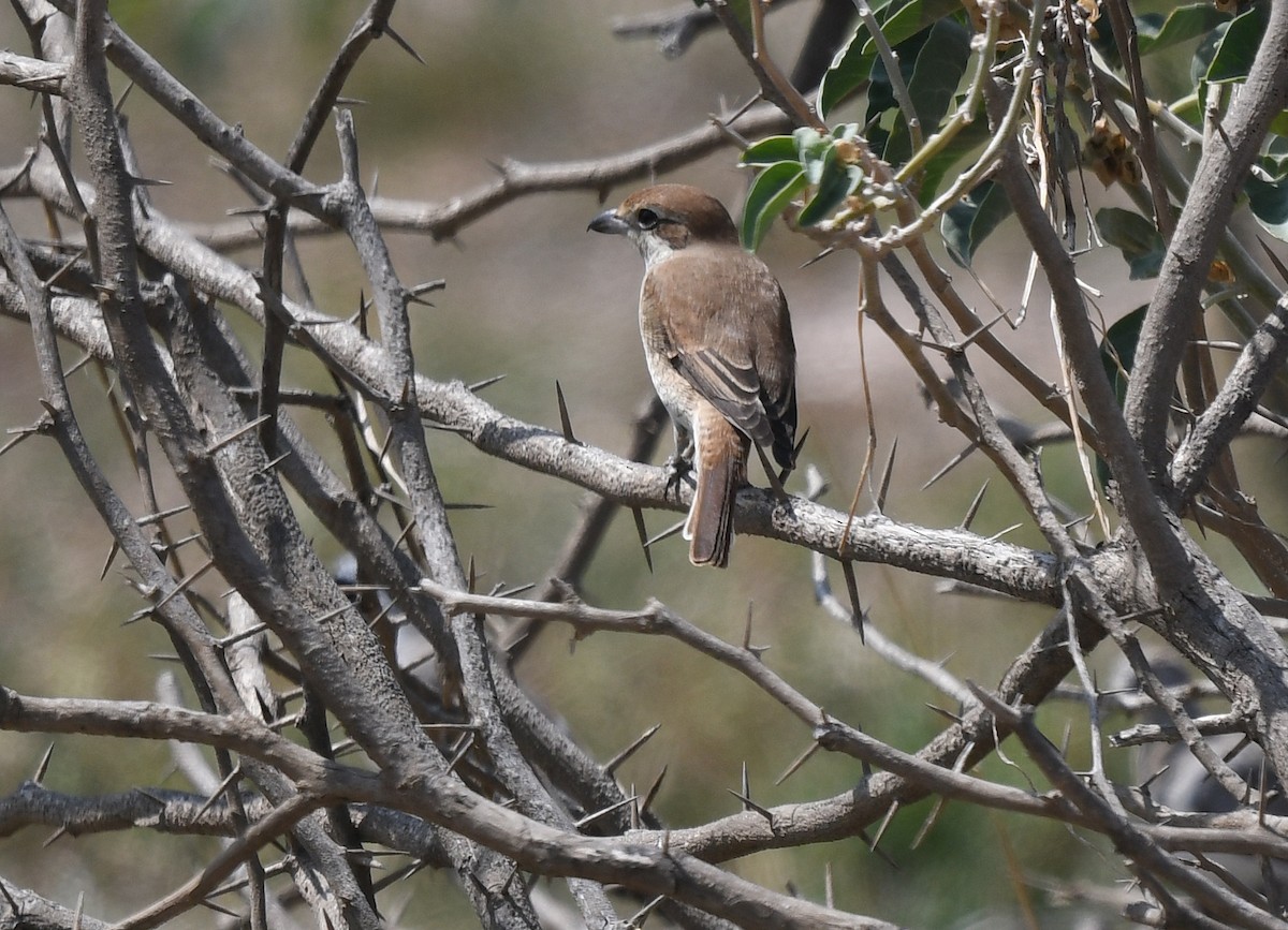 Alcaudón Pardo - ML631202384