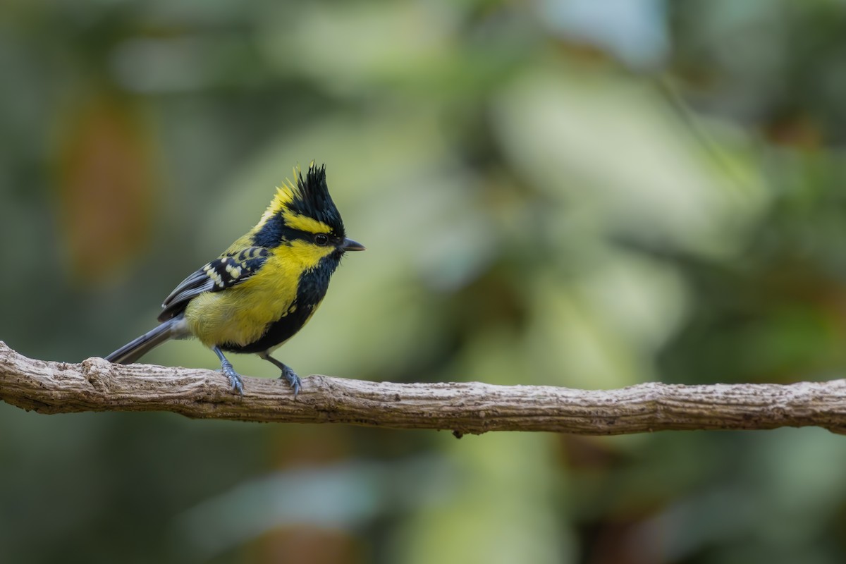 Himalayan Black-lored Tit - ML631202429