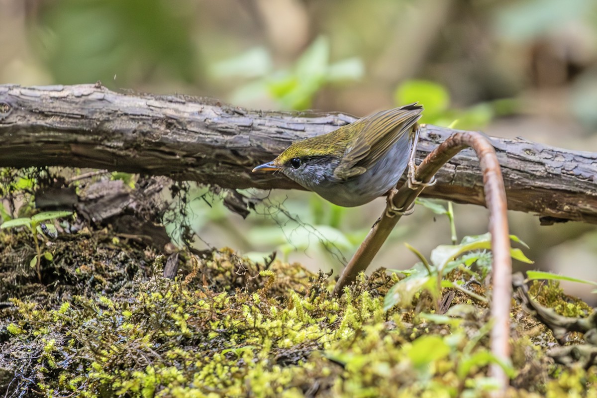 Gray-bellied Tesia - ML631202436