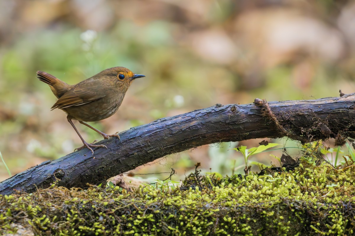 Himalayan Shortwing - ML631202440