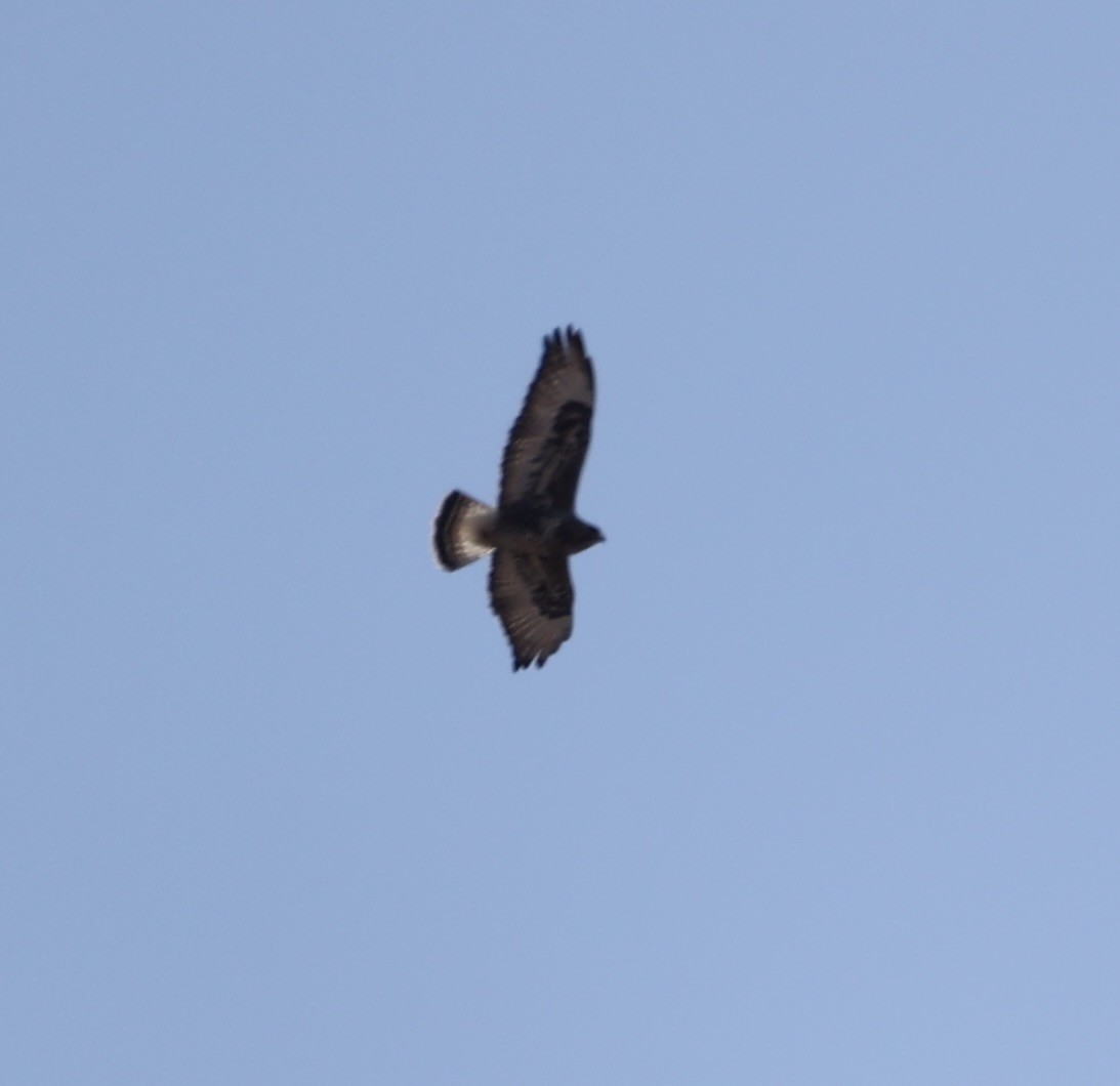 Rough-legged Hawk - ML631202790