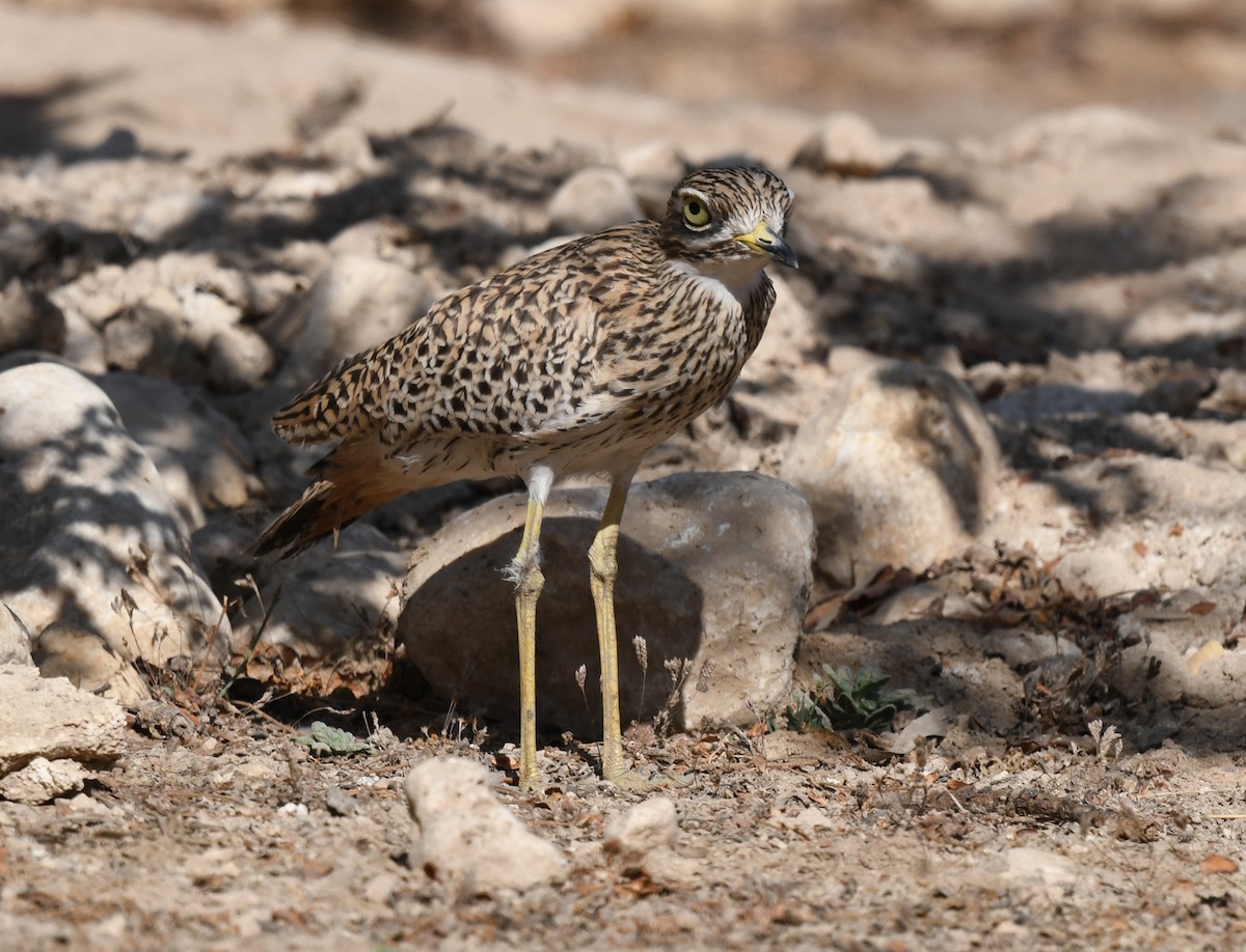 Alcaraván de El Cabo - ML631202819