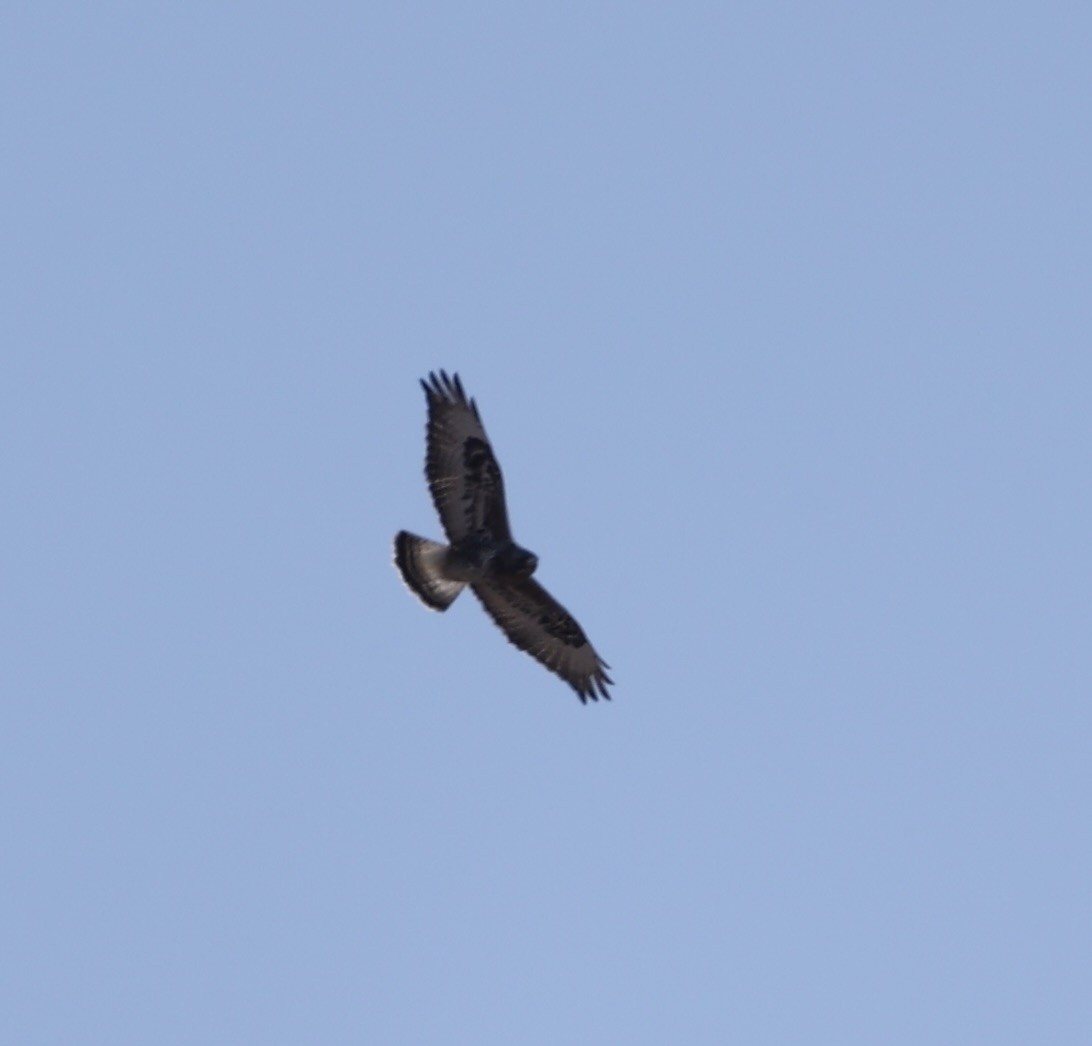 Rough-legged Hawk - ML631202837