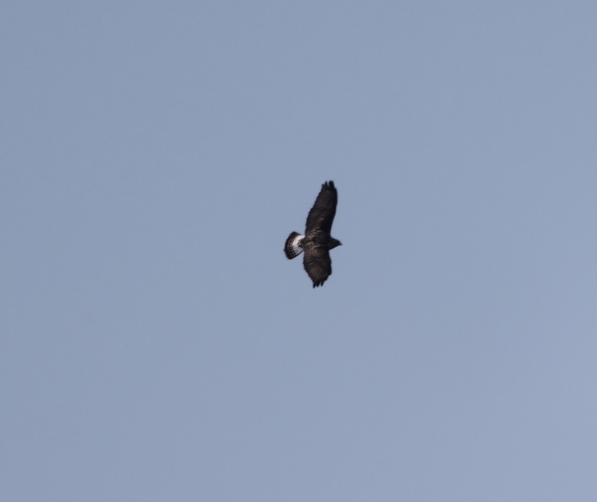 Rough-legged Hawk - ML631202840