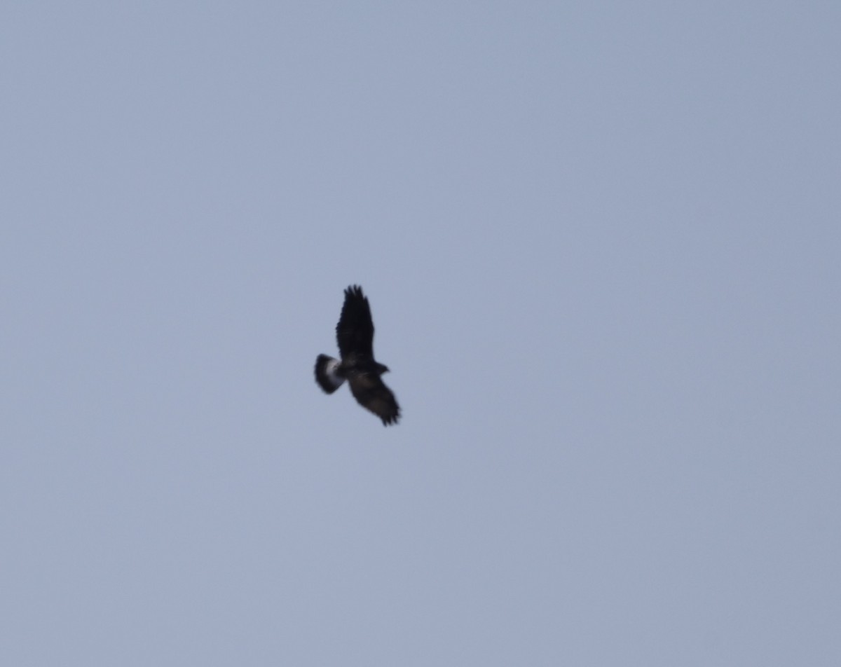 Rough-legged Hawk - ML631202854
