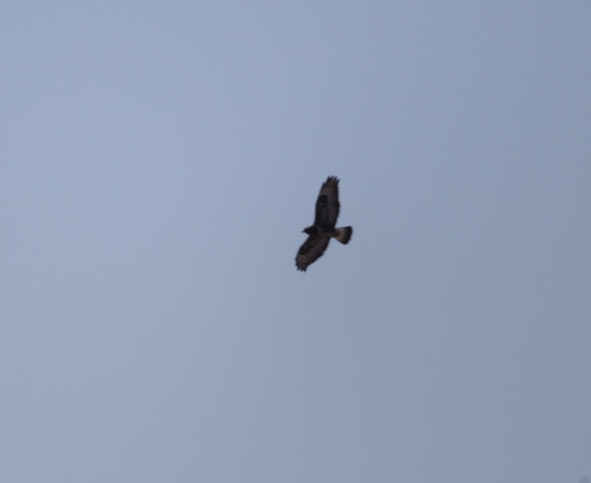 Rough-legged Hawk - ML631202867