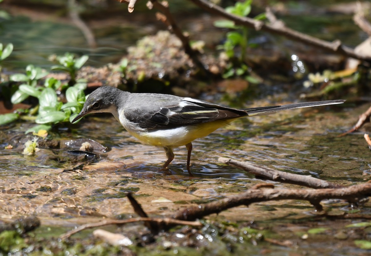 Lavandera Cascadeña - ML631202871