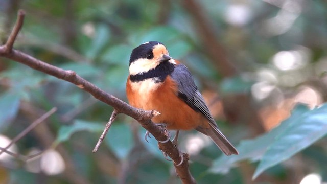 Varied Tit - ML631202915