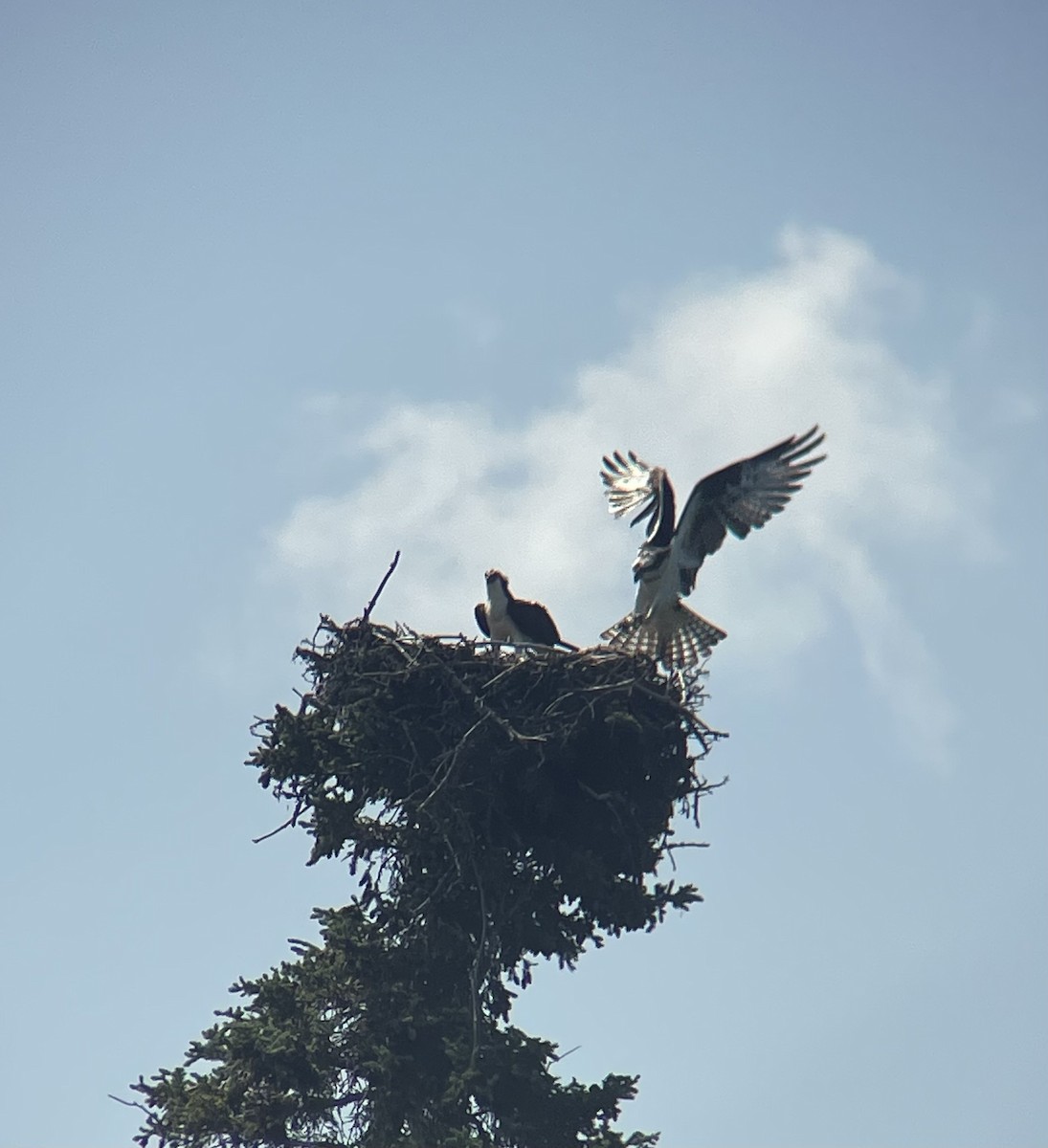 Osprey - ML631202920